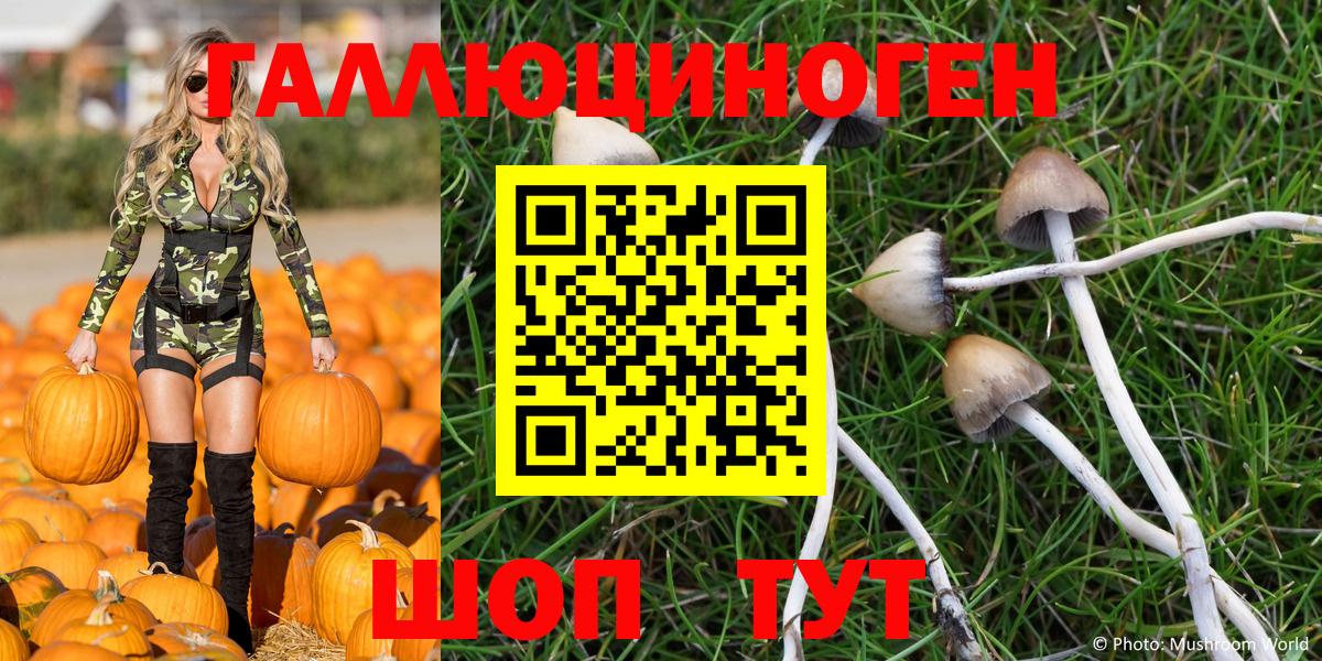 Псилоцибиновые грибы Psilocybe Курчалой